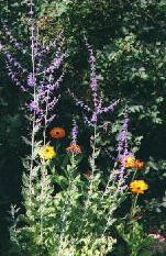 Terrace - lower 1999