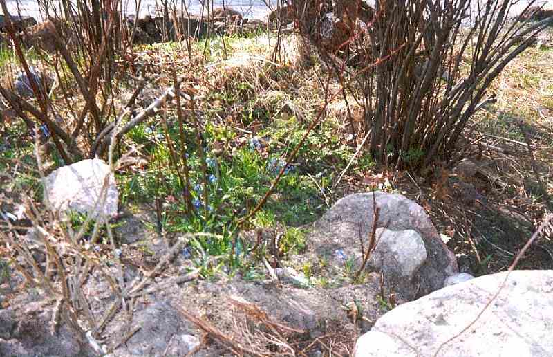 Buskage to be, maj1996