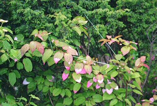 To another Actinidia sidan